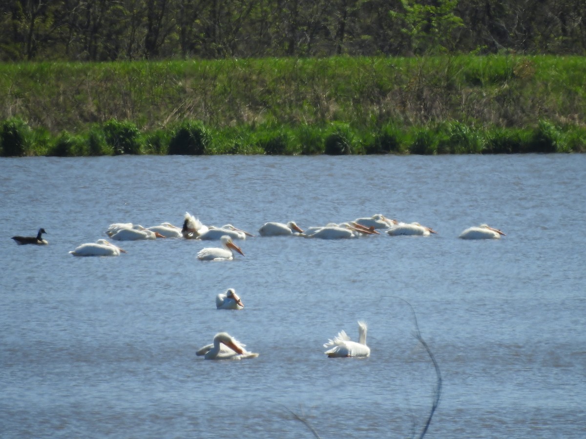 American White Pelican - ML152968431