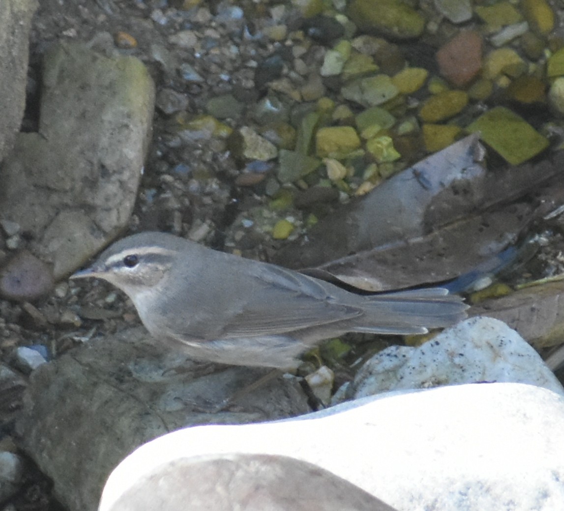 Dusky Warbler - ML152968821