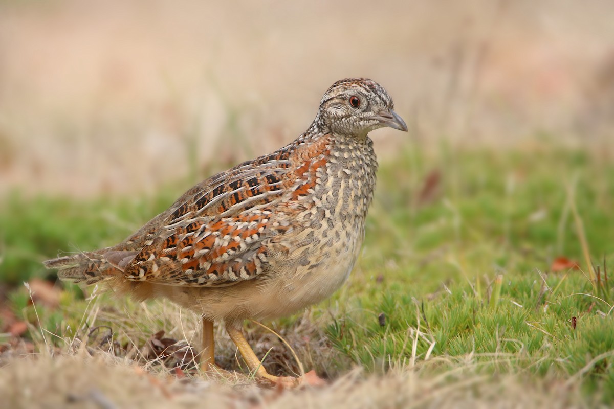Painted Buttonquail - ML152968971