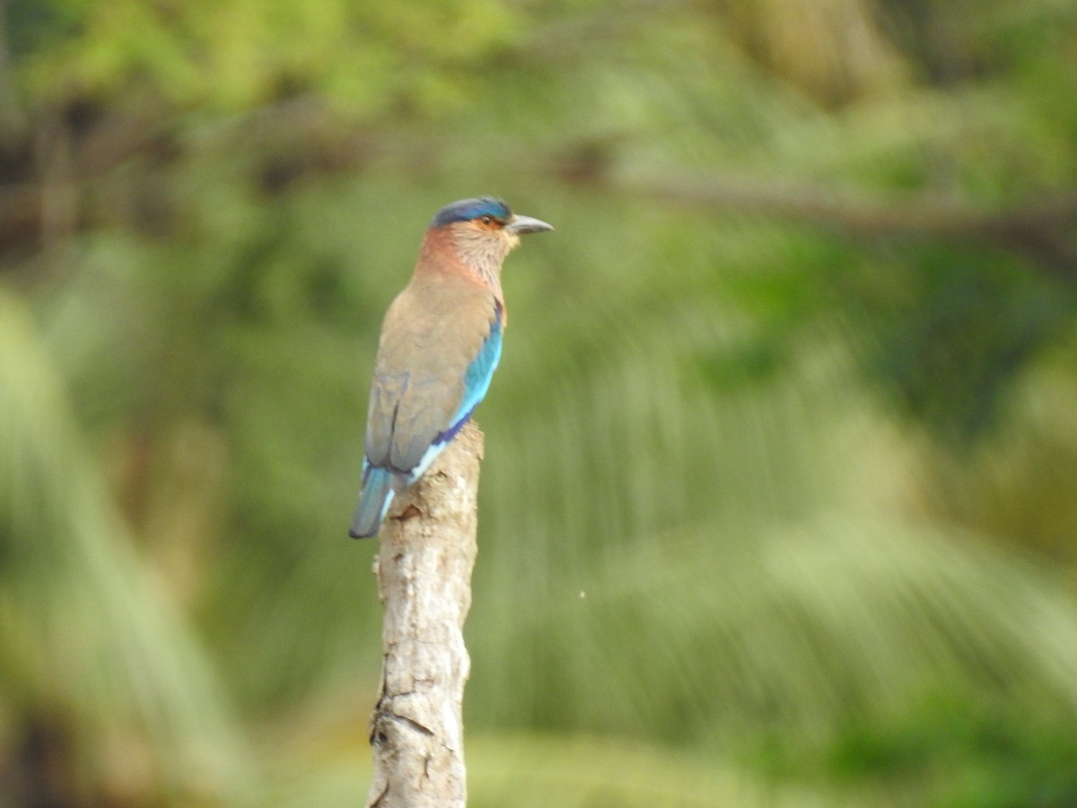 Indian Roller - ML152969011