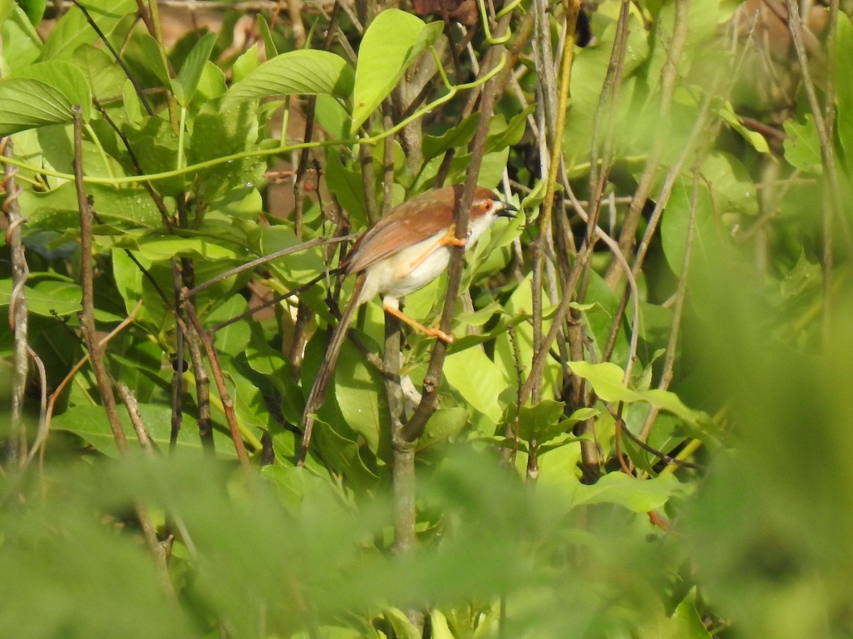 Yellow-eyed Babbler - KARTHIKEYAN R