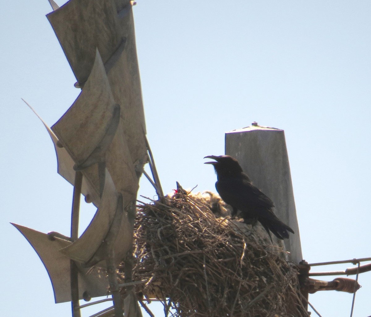 Common Raven - Petra Clayton