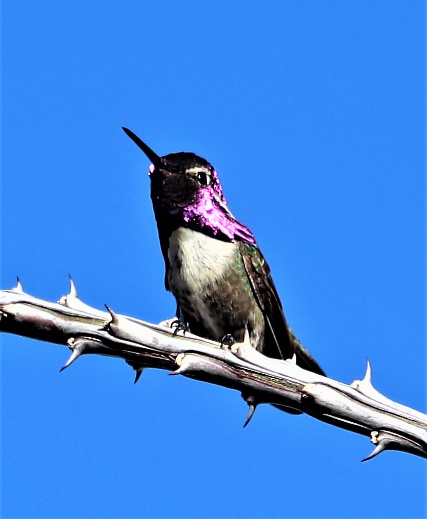 Costa's Hummingbird - ML152969391