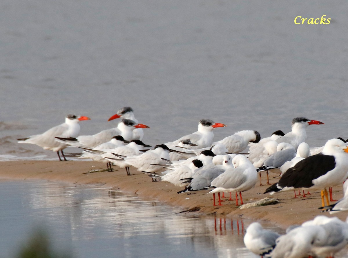 Caspian Tern - Matt McCrae