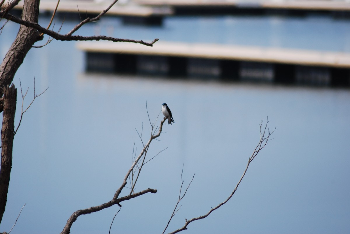 Tree Swallow - ML152969741