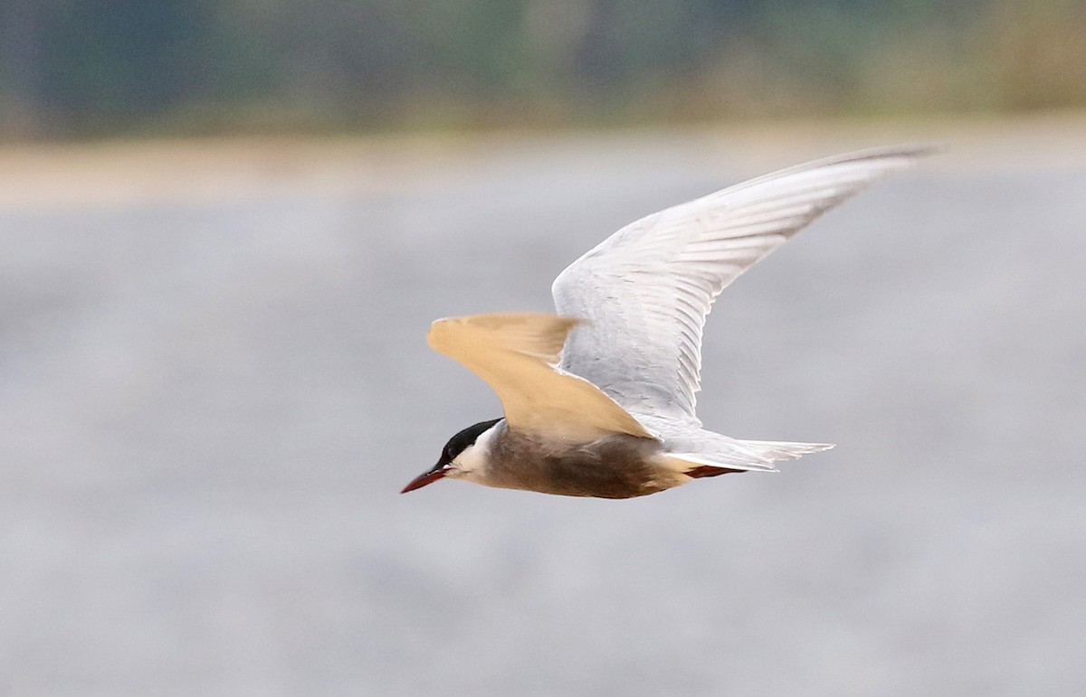 Whiskered Tern - Dave Bakewell
