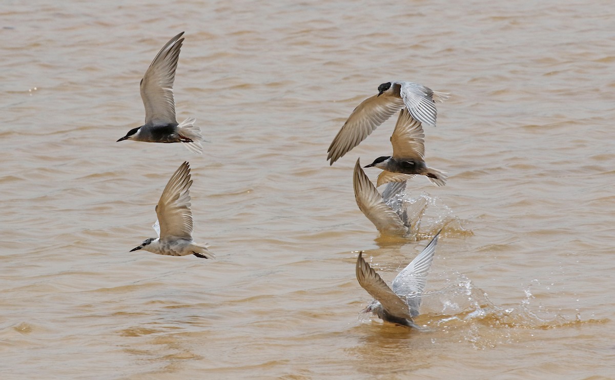 Whiskered Tern - ML152969881