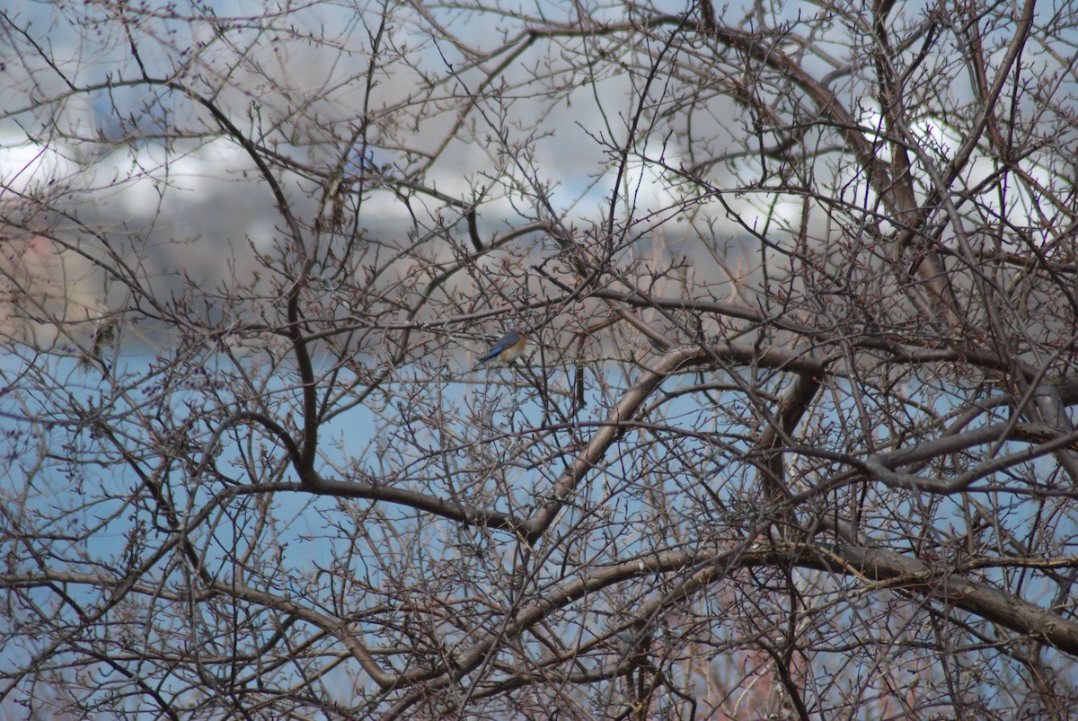 Eastern Bluebird - ML152969981