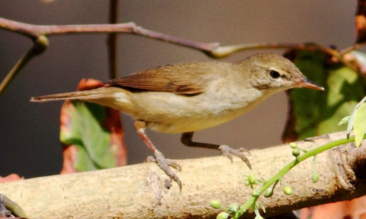 Blyth's Reed Warbler - Ains Priestman