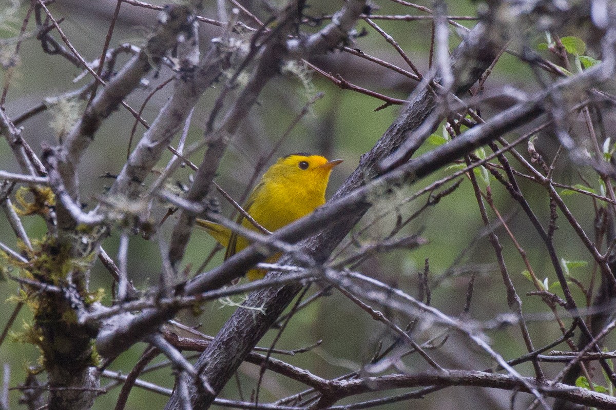 Wilson's Warbler - Griffin Richards