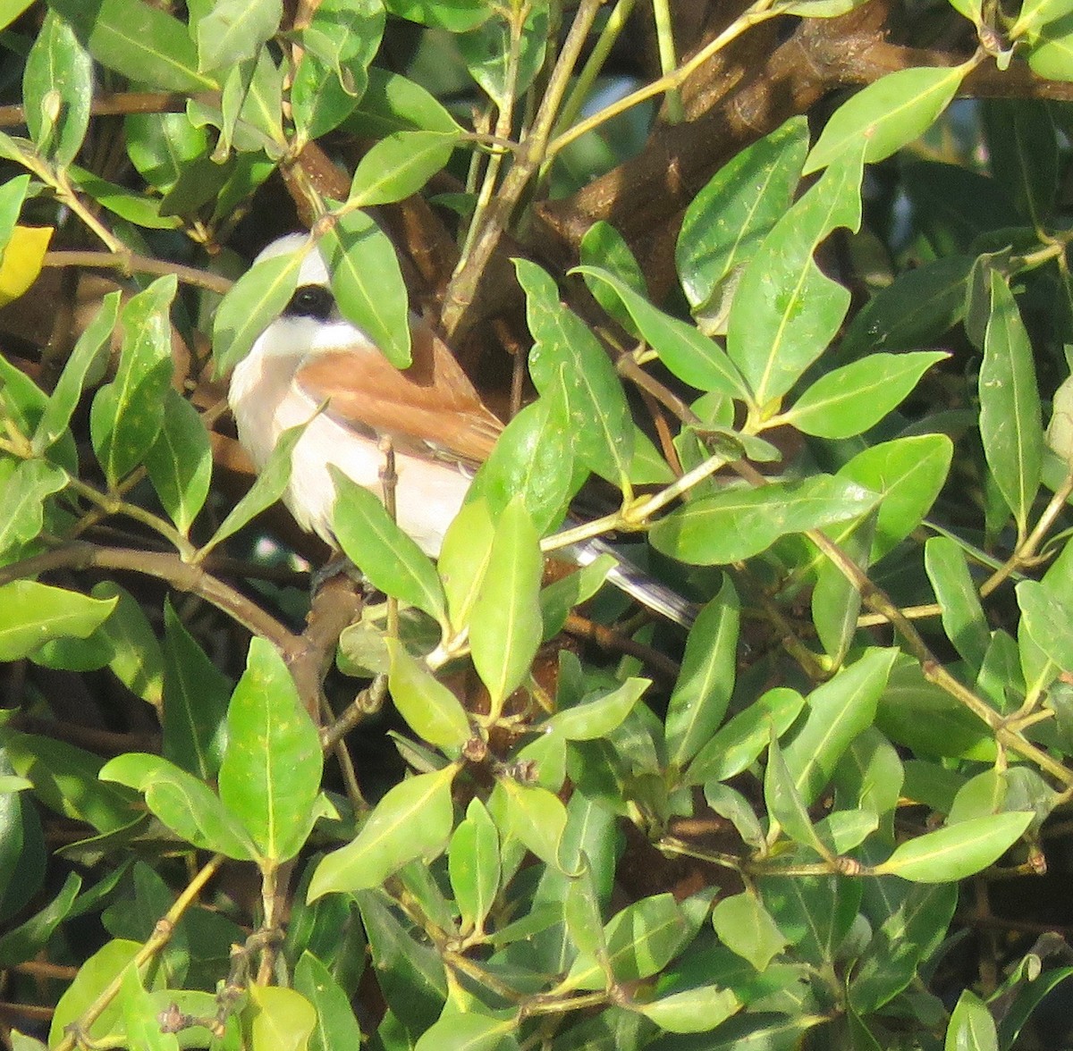 Red-backed Shrike - ML152970161