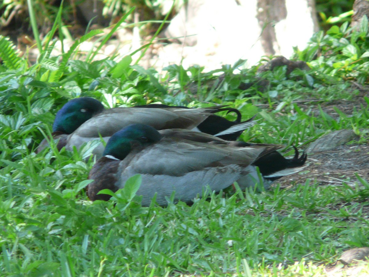 Mallard - Da Lo