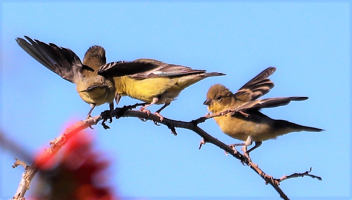 Lesser Goldfinch - ML152970631