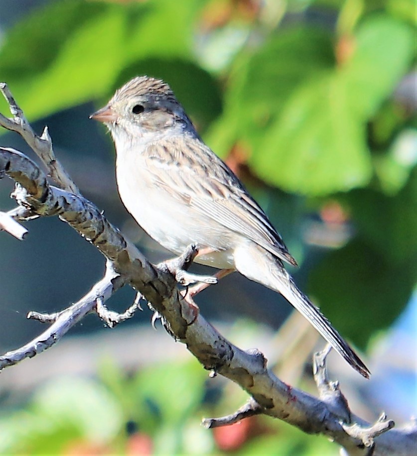 Brewer's Sparrow - ML152970711