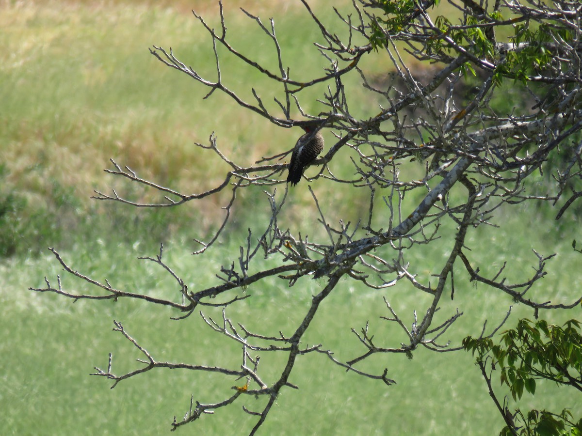 Northern Flicker - ML152970841