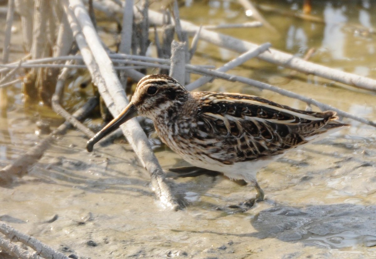 Jack Snipe - ML152971481