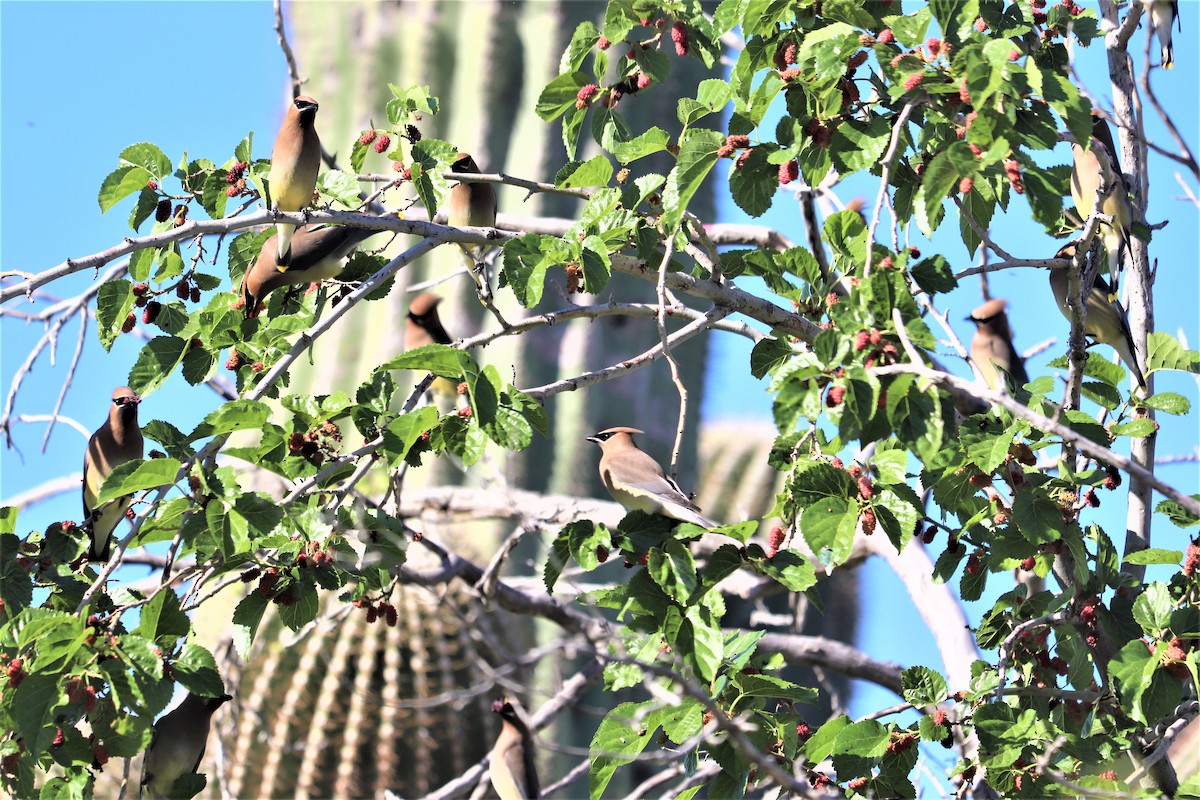 Cedar Waxwing - ML152971511