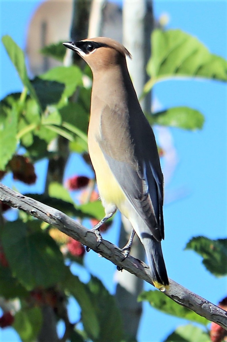 Cedar Waxwing - ML152971681