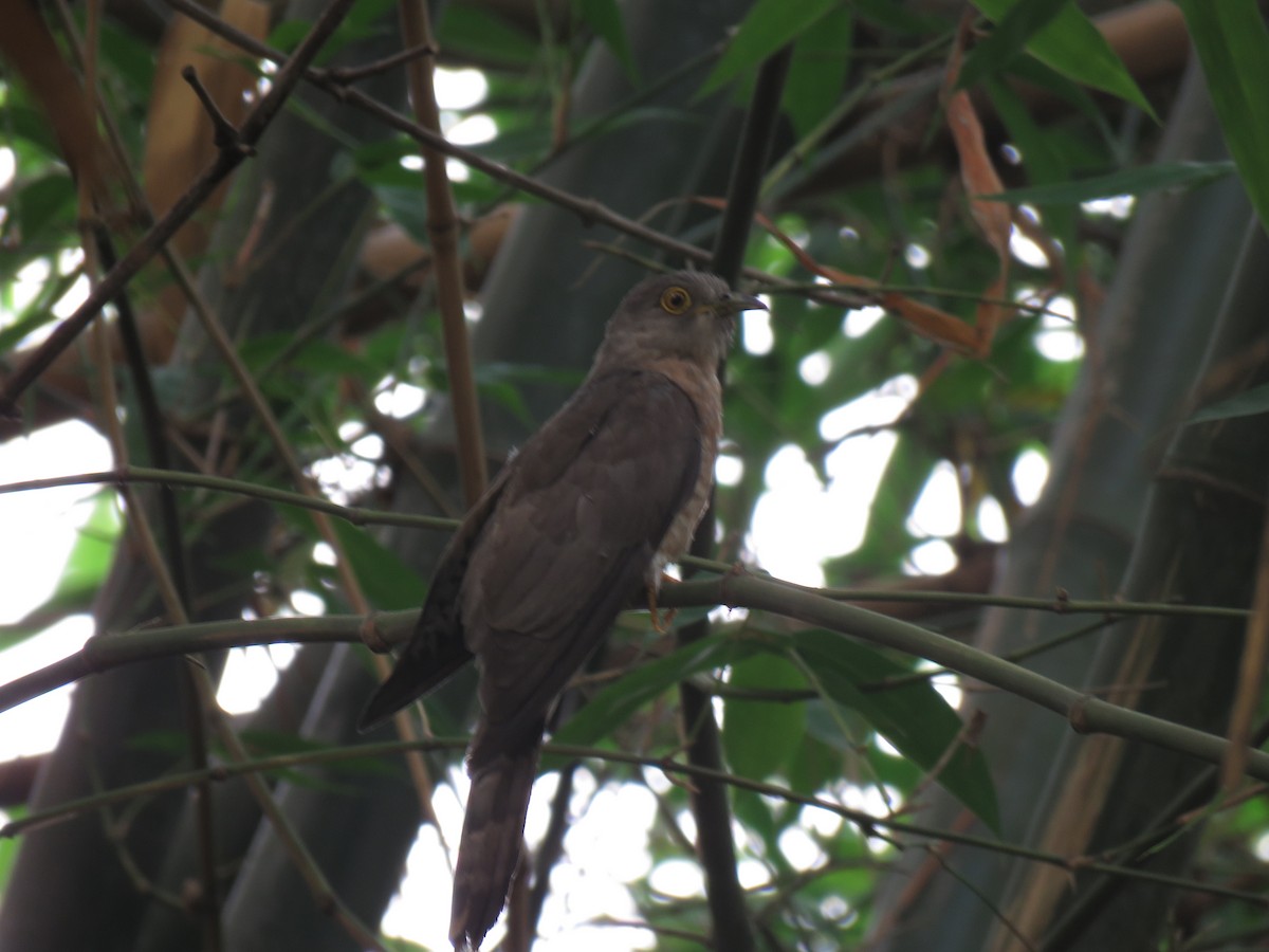 Common Hawk-Cuckoo - ML152971981