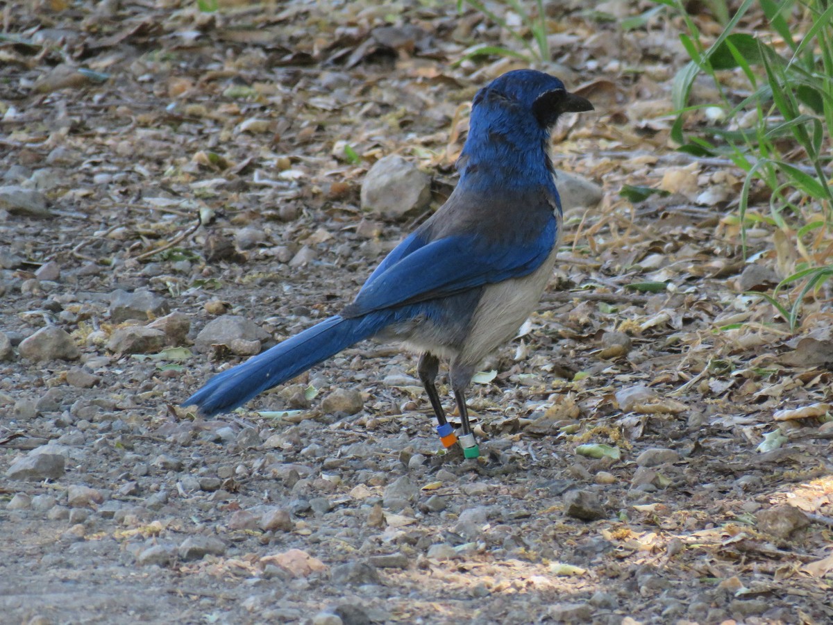 Island Scrub-Jay - ML152972241