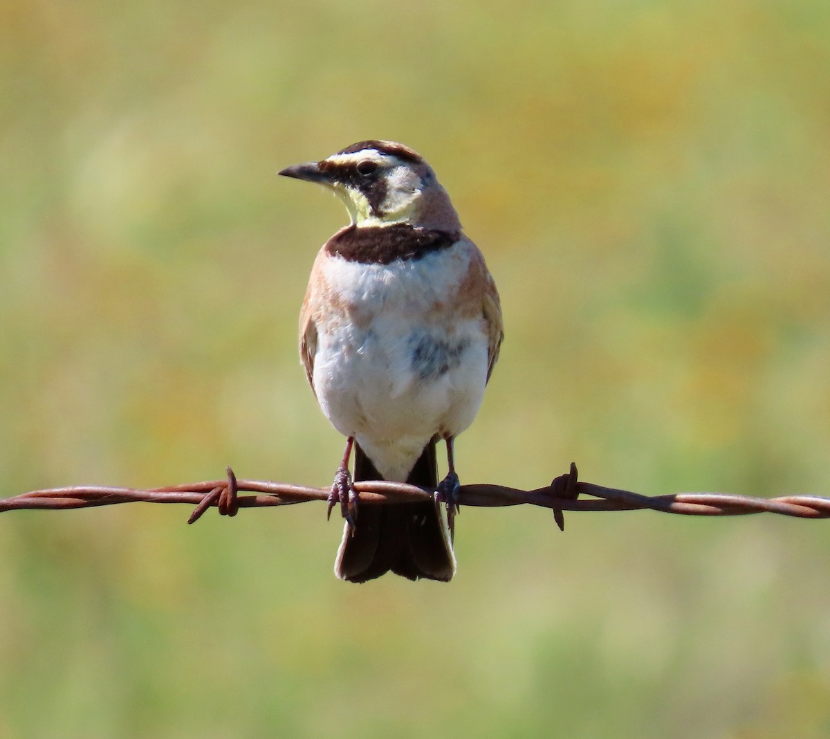 Horned Lark - ML152972361