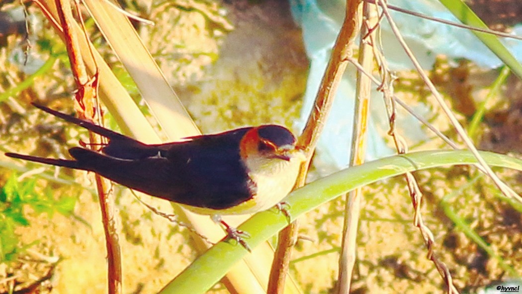 Red-rumped Swallow - ML152972551