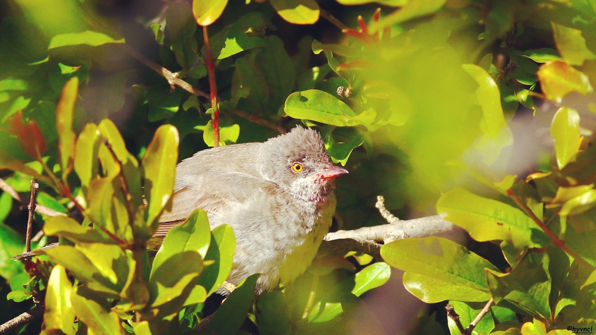 Barred Warbler - ML152972571