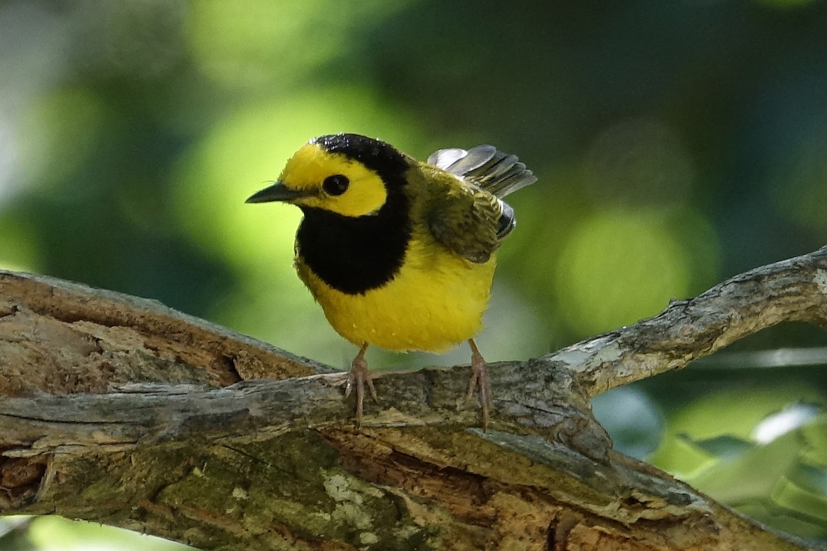 Hooded Warbler - ML152972811