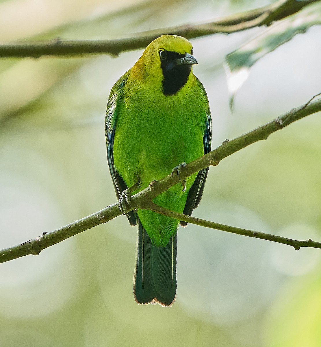 Blue-winged Leafbird - Steven Cheong