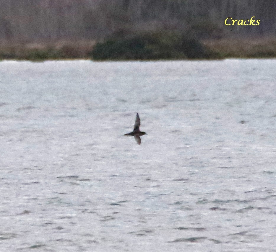 Short-tailed Shearwater - Matt McCrae