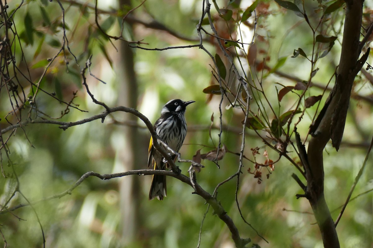 New Holland Honeyeater - John Beckworth