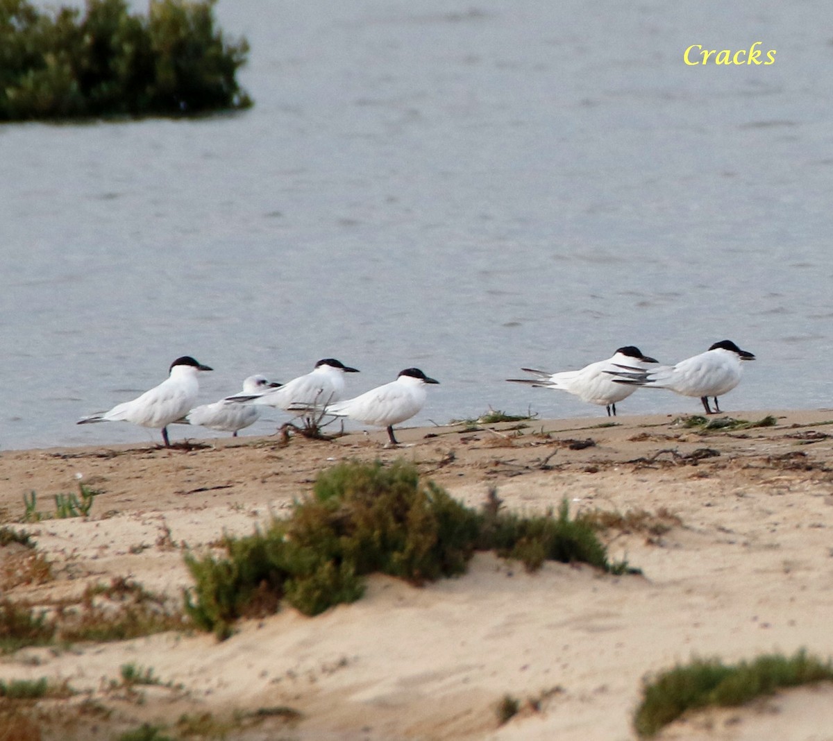 Australian Tern - ML152974491