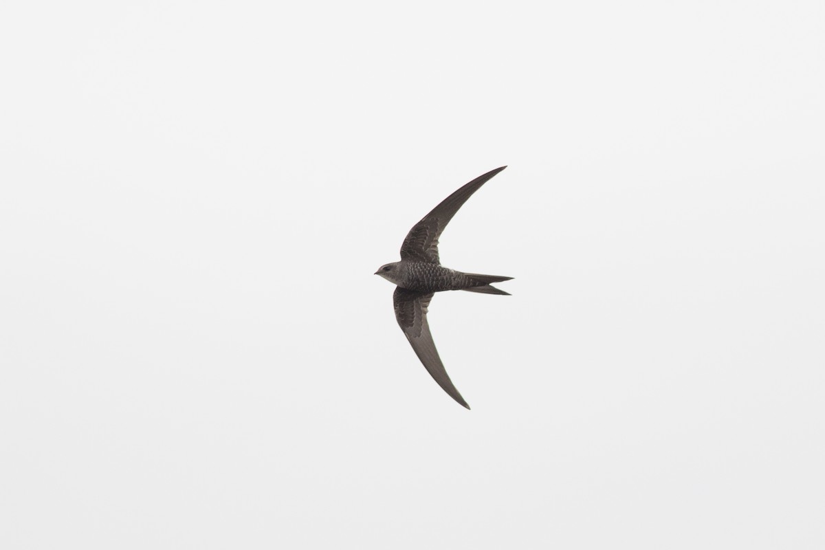 Pacific Swift - ML152974751