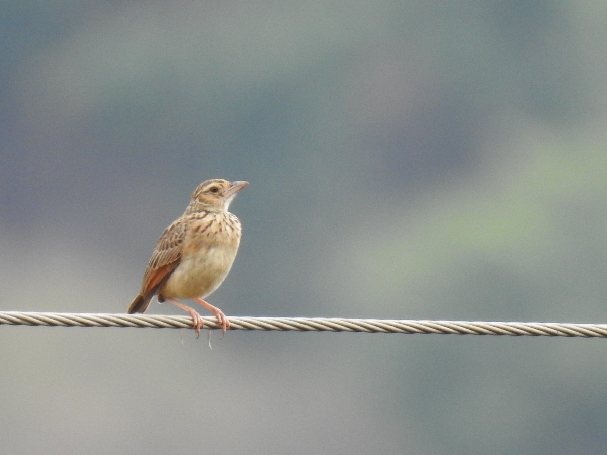 Jerdon's Bushlark - ML152974861