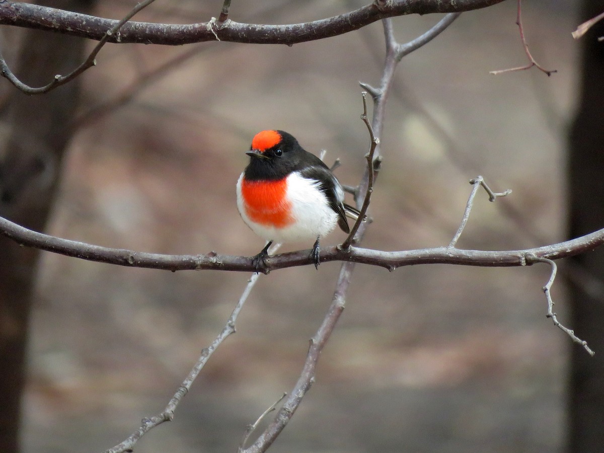 Red-capped Robin - Michael  Livingston