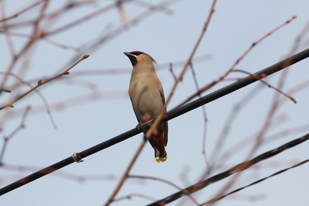 Bohemian Waxwing - ML152975561