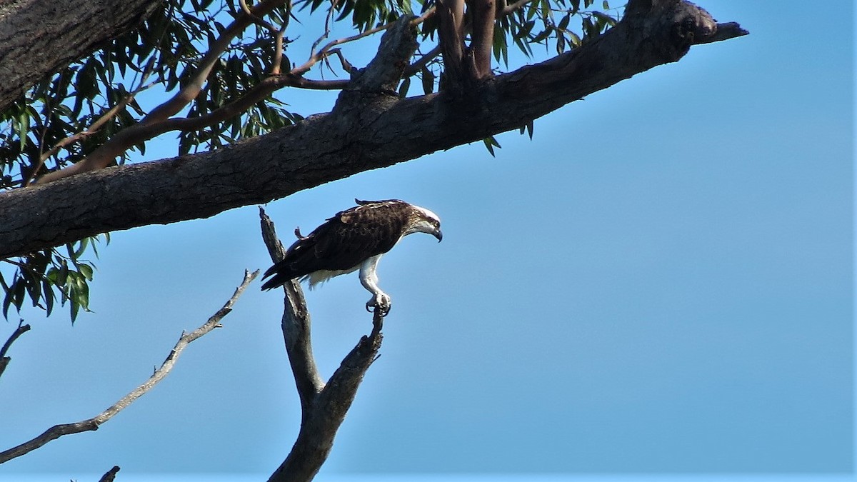 Osprey - ML152975691