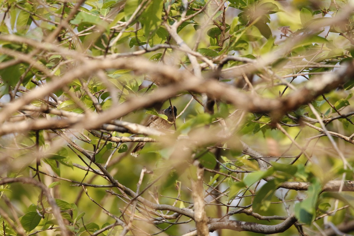 Bulbul à ventre rouge - ML152975961