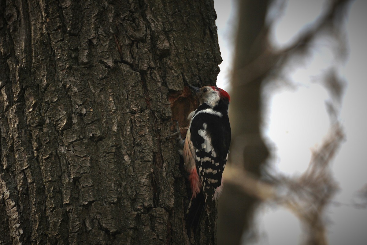 Middle Spotted Woodpecker - Николай Матюхин