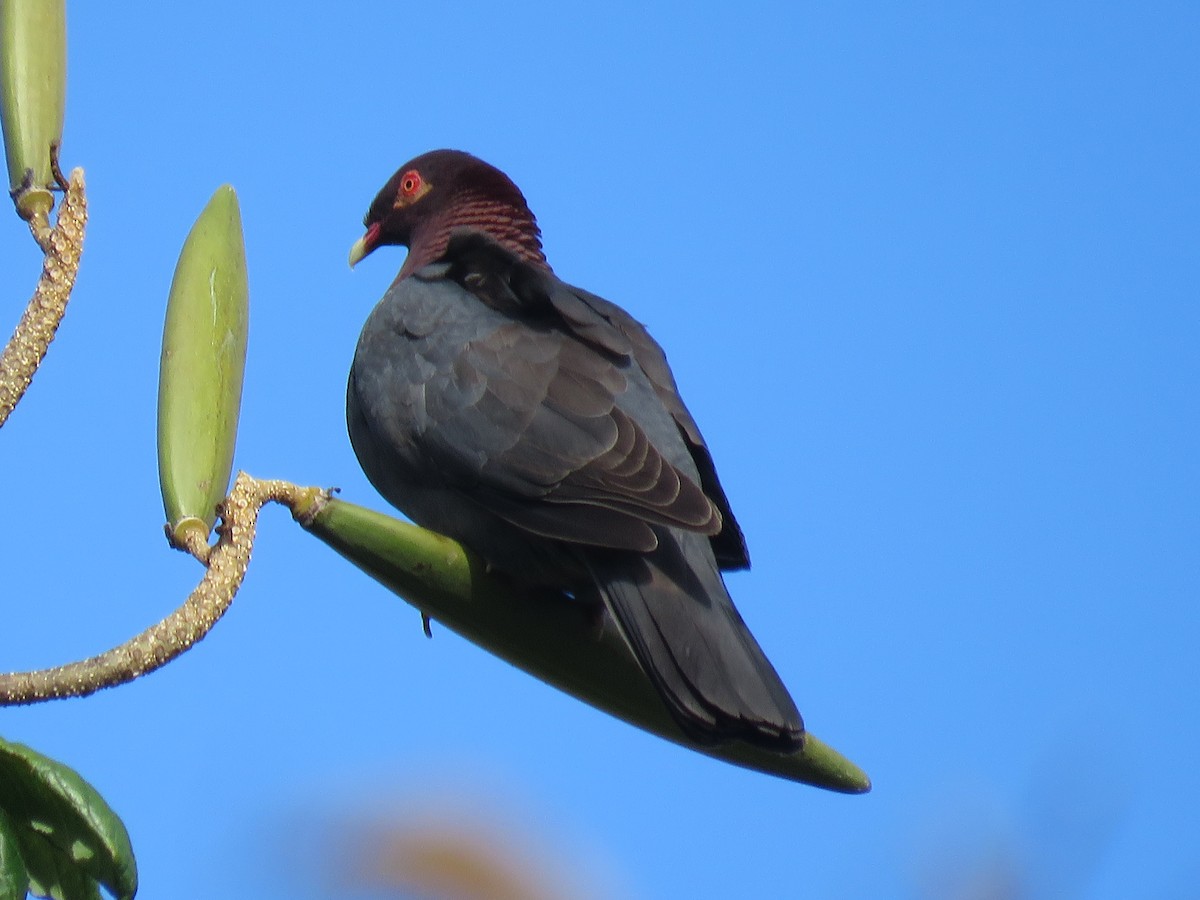 Scaly-naped Pigeon - ML152977551