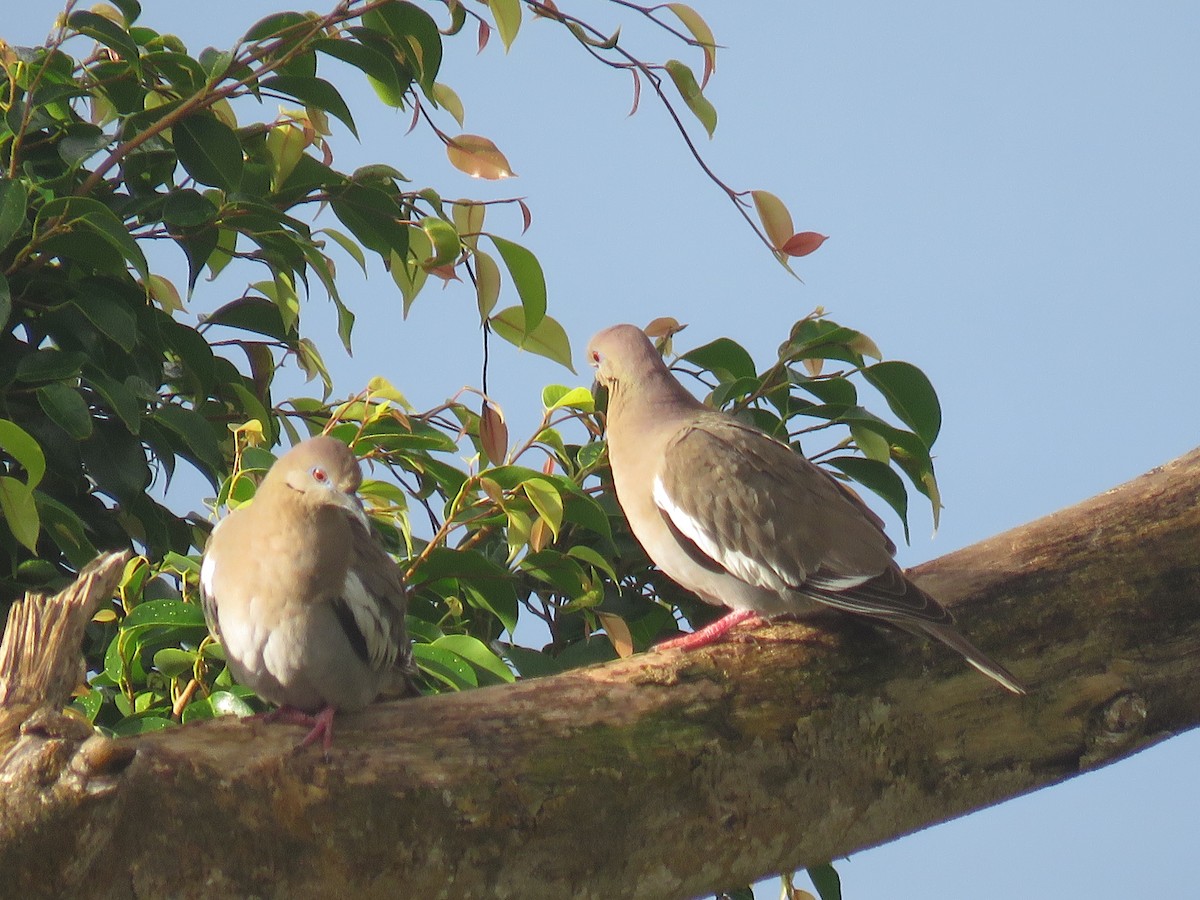 White-winged Dove - Peter-Paul Schets