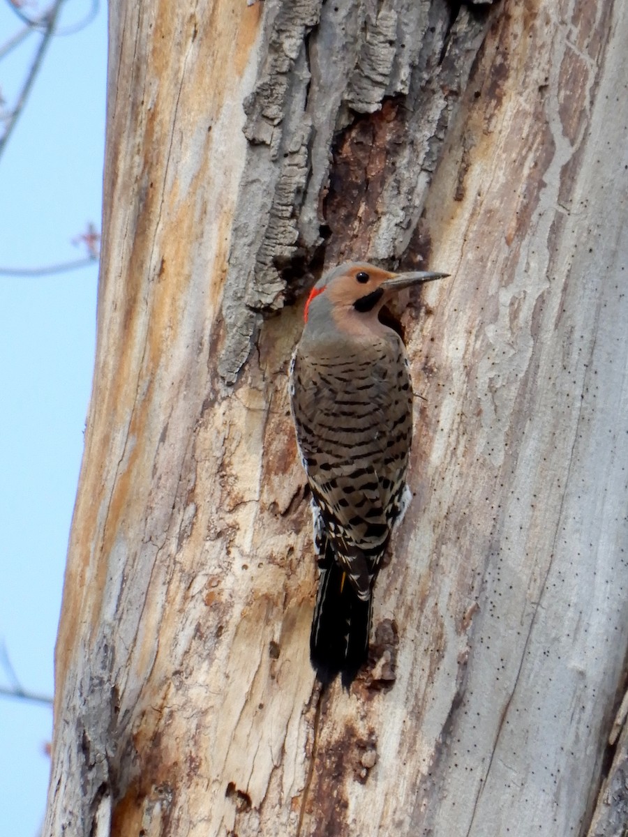 Northern Flicker - ML152979241