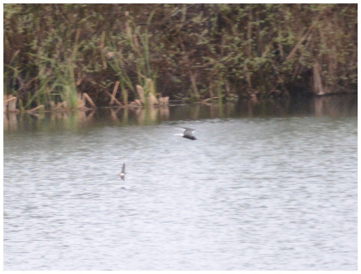 Black Tern - ML152981301