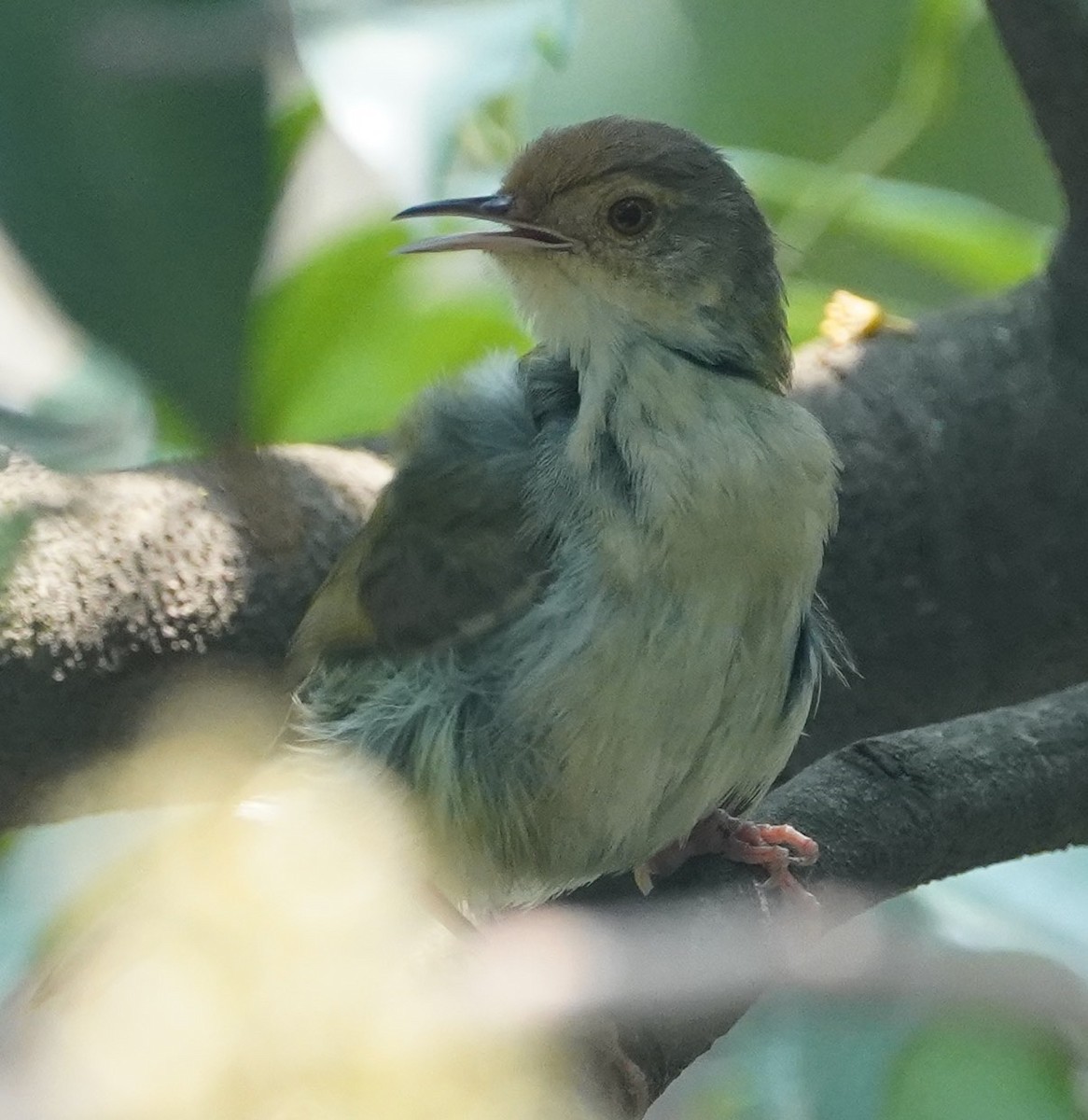 Rotstirn-Schneidervogel - ML152981341