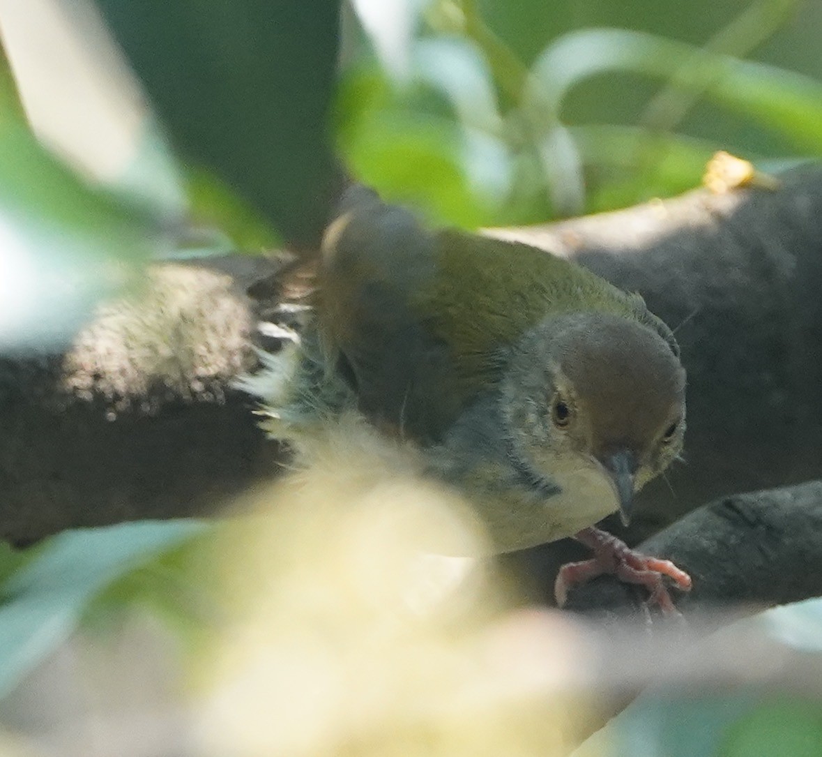 Rotstirn-Schneidervogel - ML152981351