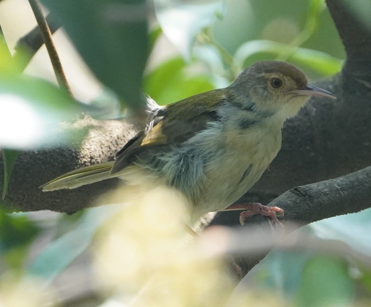 Rotstirn-Schneidervogel - ML152981391