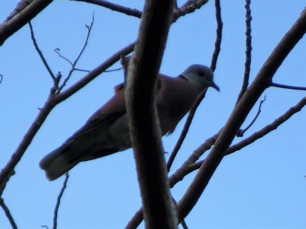 Red Collared-Dove - ML152981741