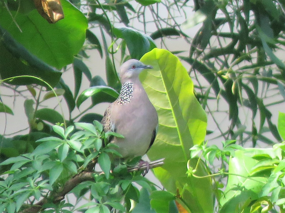 Spotted Dove - ML152981771