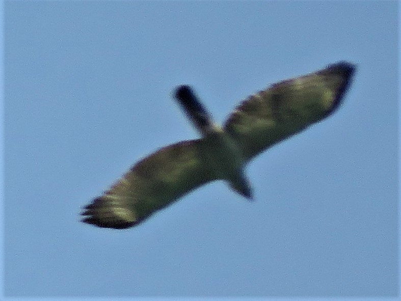 Oriental Honey-buzzard - ML152981811