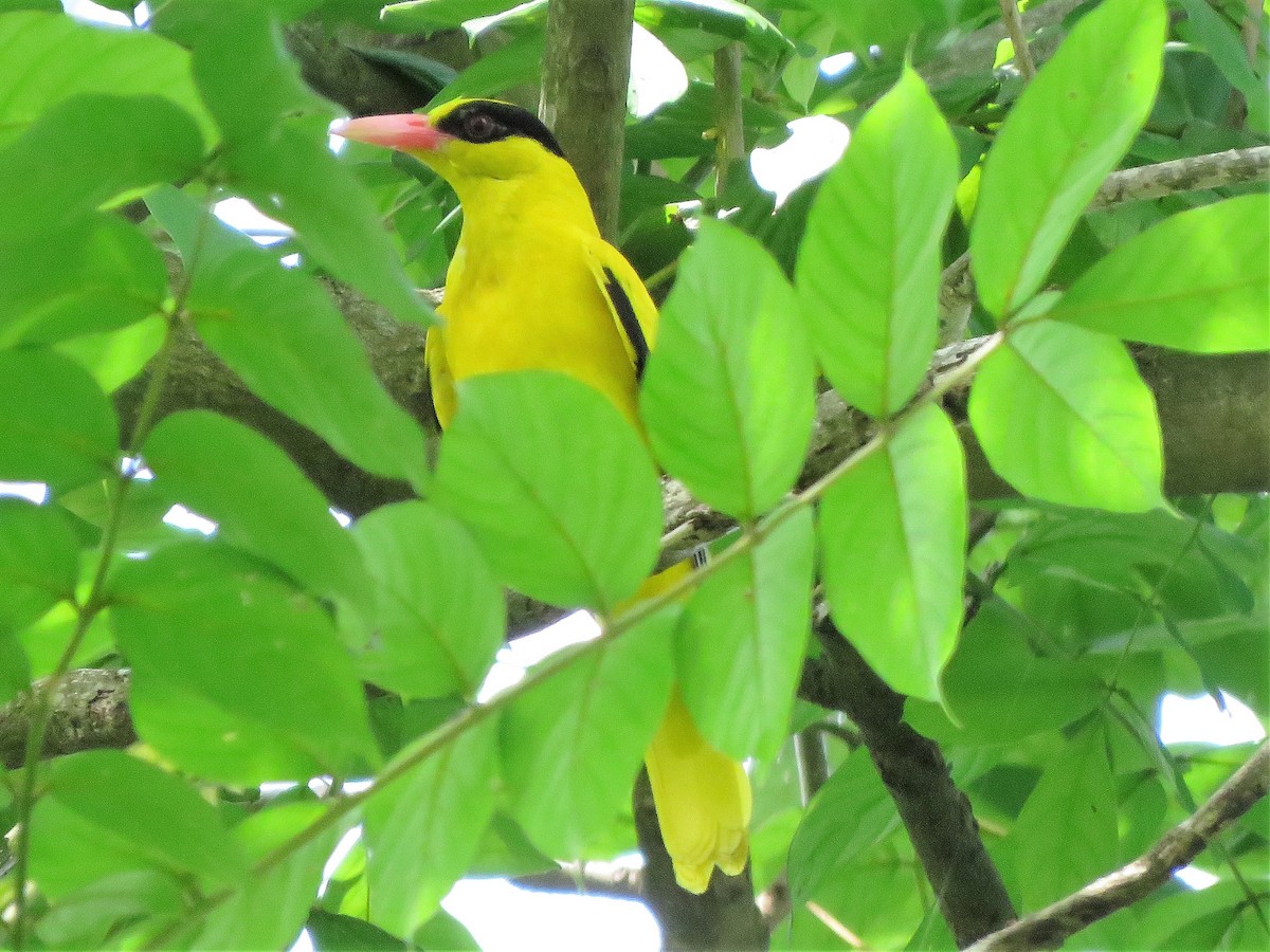 Black-naped Oriole - ML152981911